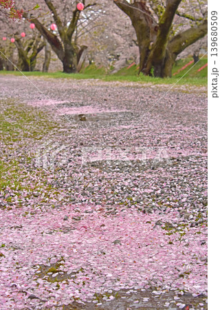あさひ舟川べりの桜 散り桜 富山 朝日町 あさひ舟川べりの桜 散り桜 富山 朝日町 139680509