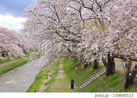 あさひ舟川べりの桜並木 富山 朝日町 あさひ舟川べりの桜並木 富山 朝日町 139680513