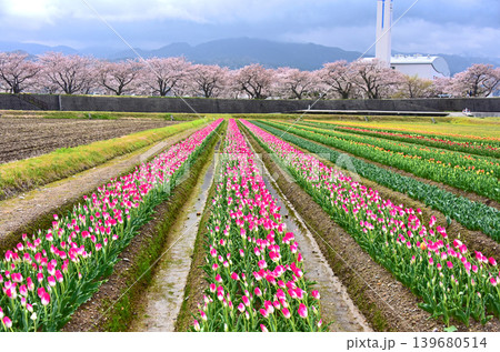 春の三重奏 桜とチューリップと北アルプス 富山県朝日町 春の三重奏 桜とチューリップと北アルプス 富山県朝日町 139680514
