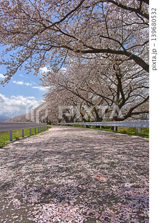 あさひ舟川べりの桜並木 散り桜 富山 朝日町 あさひ舟川べりの桜並木 散り桜 富山 朝日町 139680532