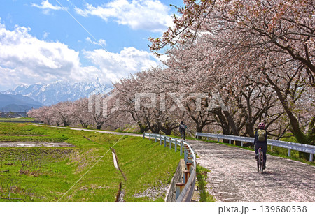 あさひ舟川べりの桜並木 散り桜 富山 朝日町 あさひ舟川べりの桜並木 散り桜 富山 朝日町 139680538