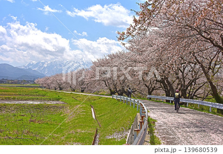 あさひ舟川べりの桜並木　散り桜　富山　朝日町　 139680539