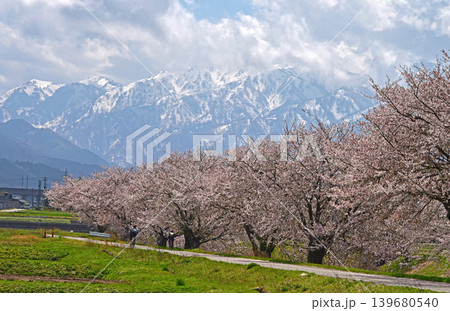 あさひ舟川べりの桜並木と後立山連峰 富山 朝日町 あさひ舟川べりの桜並木と後立山連峰 富山 朝日町 139680540