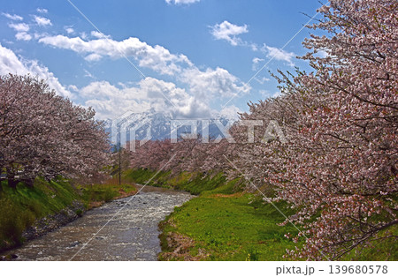 あさひ舟川べりの桜並木と後立山連峰 富山 朝日町 あさひ舟川べりの桜並木と後立山連峰 富山 朝日町 139680578