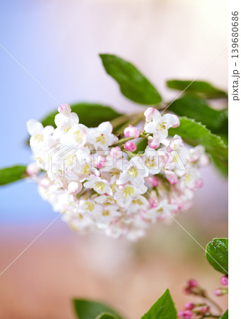 Flowers bloom in spring season with white and pink petals set against a soft background 139680686