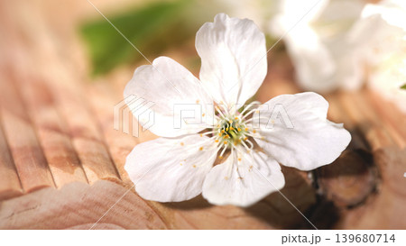 White cherry blossom on wooden surface with soft sunlight shining in the background during spring time White cherry blossom on wooden surface with soft sunlight shining in the background during spring time 139680714