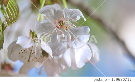 Cherry blossoms bloom on a tree branch during springtime in a park with a soft background blur of greenery Cherry blossoms bloom on a tree branch during springtime in a park with a soft background blur of greenery 139680715