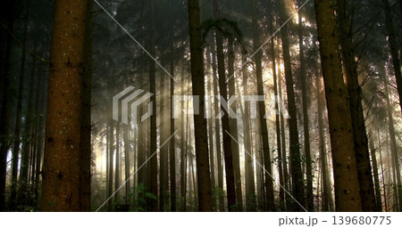 Sunlight shines through trees in a dense forest during early morning hours Sunlight shines through trees in a dense forest during early morning hours 139680775