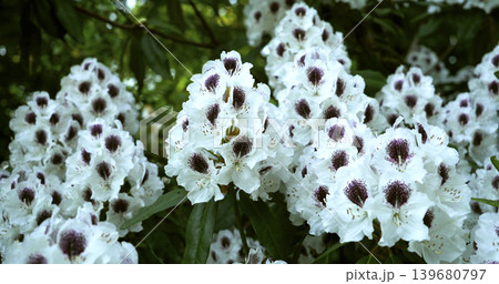 Bright white flowers bloom on a green plant in a garden during springtime near a park in the afternoon sun Bright white flowers bloom on a green plant in a garden during springtime near a park in the afternoon sun 139680797