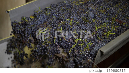 Grapes moving on a conveyor belt during harvest season in a winery situated in a vineyard under bright sunlight 139680815