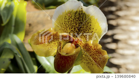 Orchid blooms in a garden under bright sunlight during the afternoon in a tropical location Orchid blooms in a garden under bright sunlight during the afternoon in a tropical location 139680840