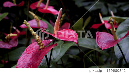 Colorful flowers with green leaves in a tropical garden during daylight hours Colorful flowers with green leaves in a tropical garden during daylight hours 139680842
