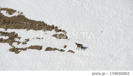 Wild animal walks across snow-covered ground in mountains during daylight above rocky area 139680865