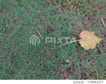 High-angle view of short, green grass with a single fallen leaf that is yellow and pink. The natural textures of the grass and leaf provide a gentle contrast and the image has an earthy, tranquil feel 139681027