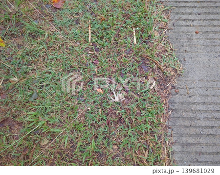 A close-up of a concrete path next to a patch of green grass. The textured gray surface contrasts with the natural, messy lawn full of twigs and leaves, creating a clear visual divide between the two. A close-up of a concrete path next to a patch of green grass. The textured gray surface contrasts with the natural, messy lawn full of twigs and leaves, creating a clear visual divide between the two. 139681029