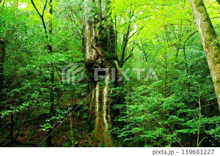 巨木「仁王杉」の圧倒的な存在感 139681227