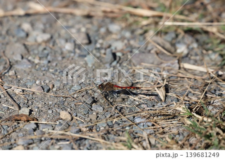 地面で休むアキアカネ 地面で休むアキアカネ 139681249