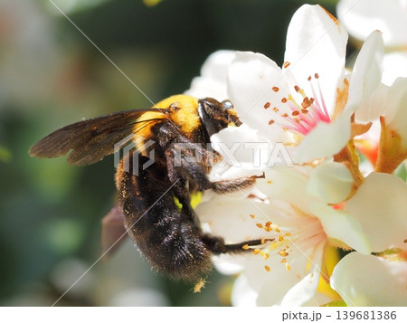 白い花の蜜を吸うクマバチ 白い花の蜜を吸うクマバチ 139681386
