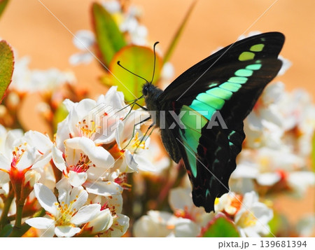 白い花の蜜を吸うアオスジアゲハ 139681394