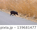 渡良瀬遊水地のイノシシ 139681477