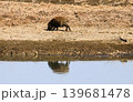 渡良瀬遊水地のイノシシ 139681478
