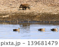 渡良瀬遊水地のイノシシ 139681479