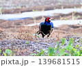 早朝畑に現れたキジ 139681515