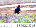 早朝畑に現れたキジ 139681516