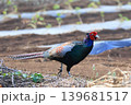 早朝畑に現れたキジ 139681517