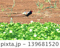 早朝畑に現れたキジ 139681520