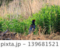 早朝畑に現れたキジ 139681521