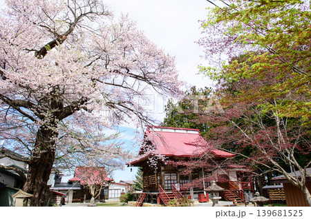 満開の文殊院知恵桜　福島県会津美里町 139681525