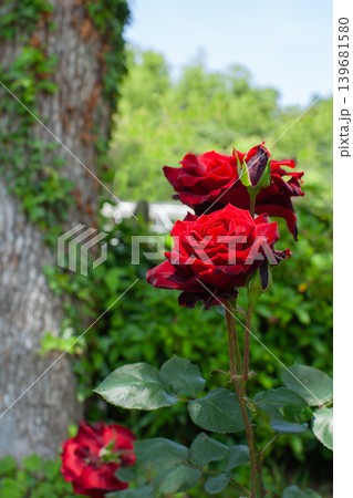大木の傍らに咲く真っ赤なバラの花 139681580