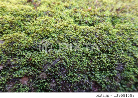 鮮やかな苔のクローズアップ 自然のテクスチャ背景 鮮やかな苔のクローズアップ 自然のテクスチャ背景 139681588