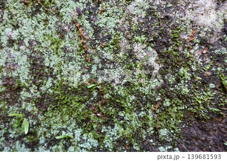 苔と地衣類が共生する岩肌 マクロで捉えた自然背景 139681593