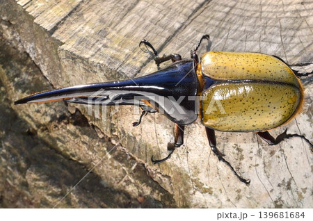 ヘラクレスオオカブトの森の樹木の上で ヘラクレスオオカブトの森の樹木の上で 139681684