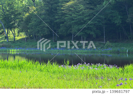 小堤西池のカキツバタ群生地 小堤西池のカキツバタ群生地 139681797