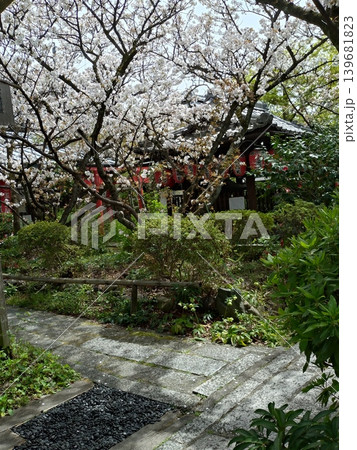 古寺の庭 桜の花と柔らかい陽射 古寺の庭 桜の花と柔らかい陽射 139681823