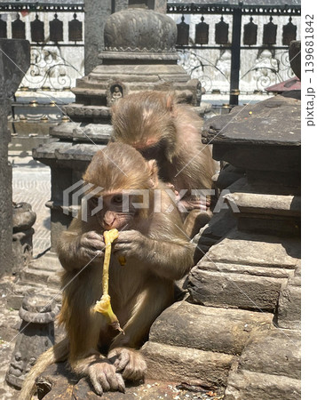 ネパール・カトマンズ スワヤンブナート寺院の野生猿 ネパール・カトマンズ スワヤンブナート寺院の野生猿 139681842