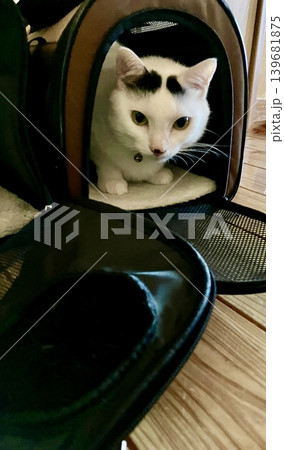 キャリーバッグの中から顔を出す眉毛模様の白黒猫 139681875