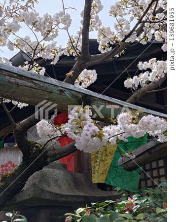 古寺に咲く桜の花 古寺に咲く桜の花 139681955
