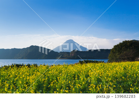 菜の花咲く早春の開聞岳 139682283