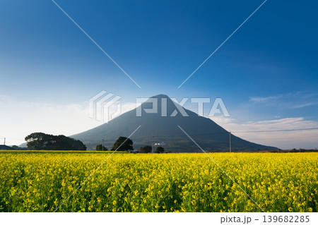 菜の花咲く早春の開聞岳 139682285
