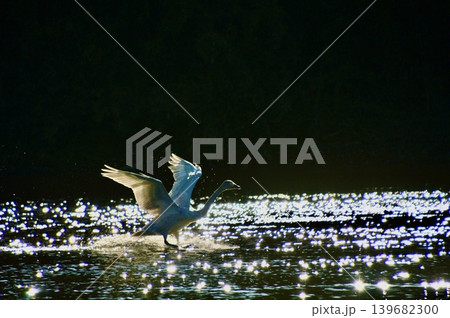 離水する白鳥（植松橋 西側･荒川河畔／埼玉県深谷市） 139682300