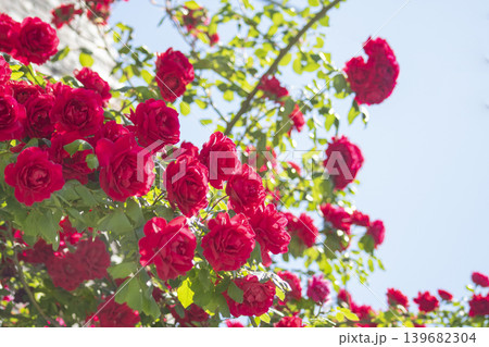 Wild Roses and the Sky in May 139682304