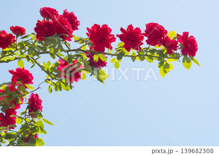 Wild Roses and the Sky in May Wild Roses and the Sky in May 139682308