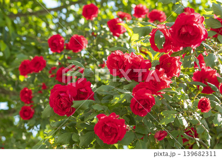 Wild Roses and the Sky in May 139682311