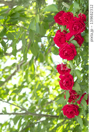 Wild Roses and the Sky in May 139682312