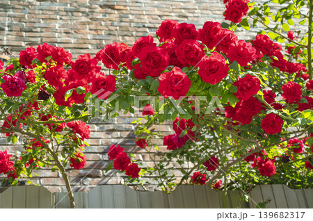 Wild Roses and the Sky in May Wild Roses and the Sky in May 139682317