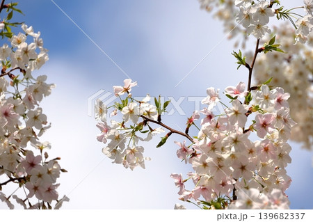 桜のクローズアップ 139682337